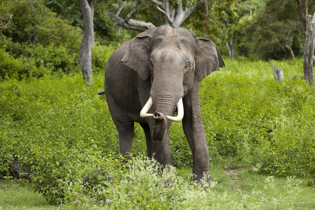 Haathi-par-kavita