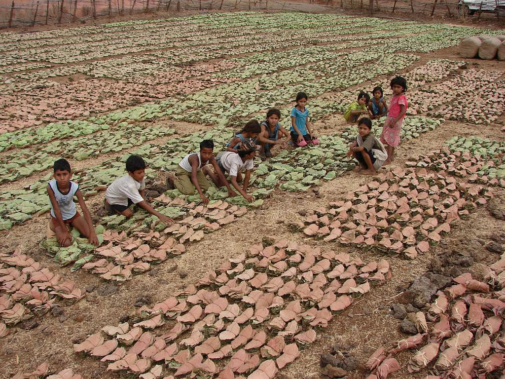 पत्ता, पेट और पृथ्वी / मनीभाई नवरत्न